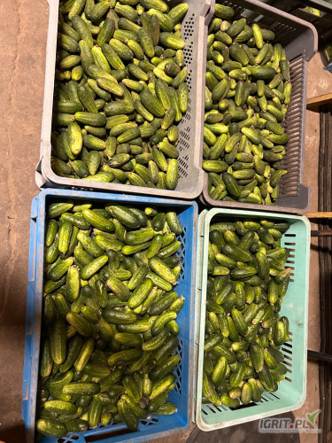 Sprzedam ogórka gruntowego odmiana Starter i Atomic