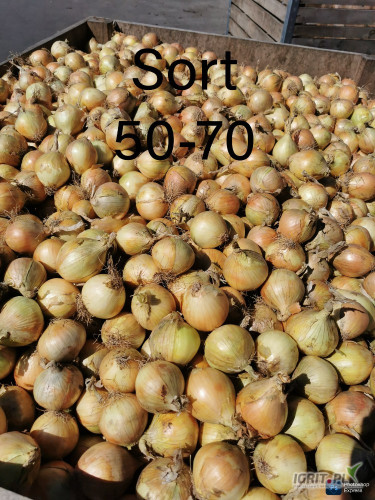 Sprzedam cebulę żółtą i czerwoną, jakość towaru pod market.
