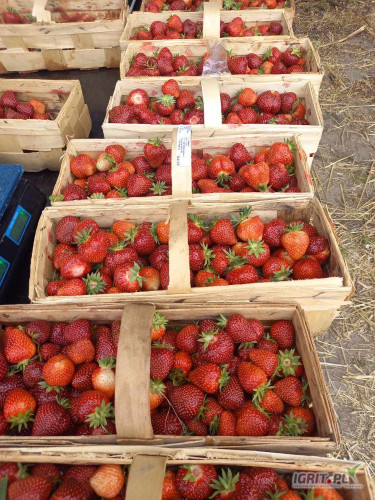 Sprzedam Malwinę ok 400 łubianek.