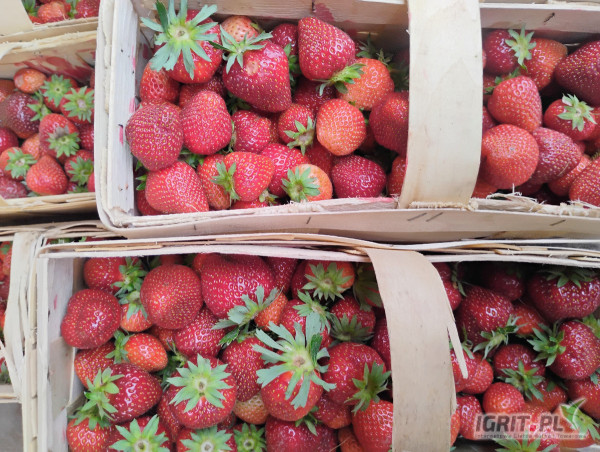 Sprzedam Malwinę około 300 łubianek 