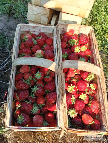 Sprzedam Malwinę ok 250 łubianek do południa i czereśnie kordie 20 plastików 