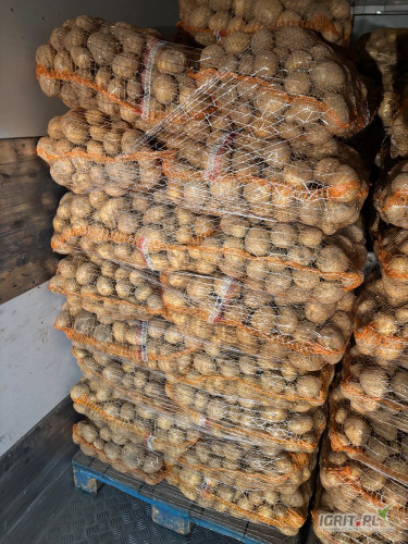 Kupię na dzisiaj ziemniaki młode jasna ziemia bez parcha worek 15kg na paletach 490 worków. Sieradz błaszki i okolice. Gotówka 