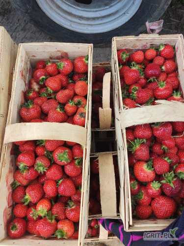 Sprzedam Florence,truskawka jasna,sztywna ok.200 koszy oraz fait ok. 80 koszy.
