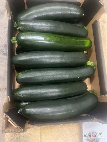 Przygotuję na gotowo cukinia zielona w karton 5 kg . Ilości tonowe, paletowe . Jakość marketowa 300-500 lub 250-450 g . 
