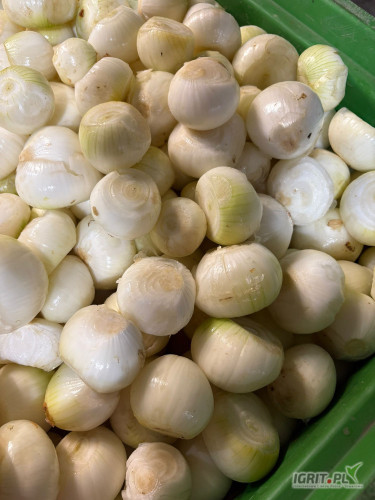 Sprzedam cebulę obrana. Pakowanie - Luz w skrzyniach albo worek 5 kg, 10 kg, 15 kg. Zapraszam do kontaktu.