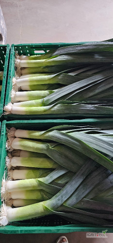 Sprzedam pora, cena i opakowanie do uzgodnienia. 