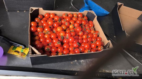Sprzedam pomidora cherry