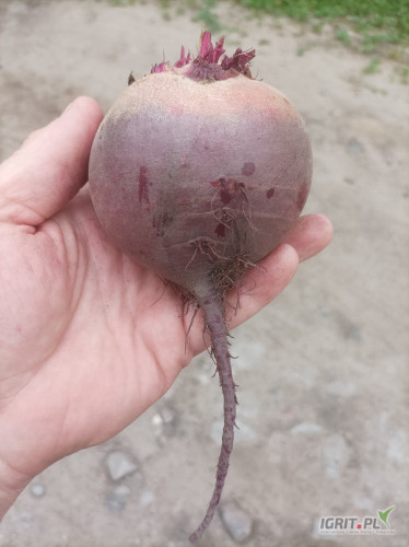 Sprzedam buraczki czerwone Scarlett okrągłe wybarwione słodkie. Dostępne 250T 