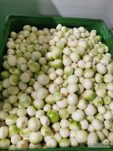 Sprzedam cebulę w worku
