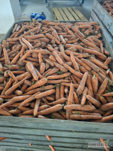 Sprzedam młodą marchew odmiana Laguna,kaliber 3+, skrzynia, big bag,

