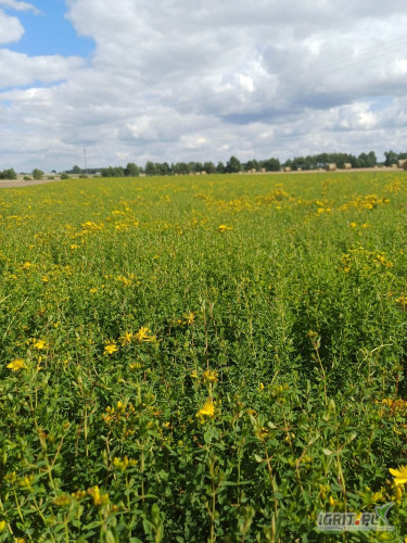 Posiadam tegoroczny dziurawiec. Wiecej informacji pod numerem telefonu  785 182 665