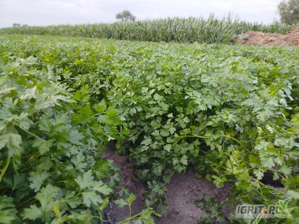 Sprzedam nać pietruszki 