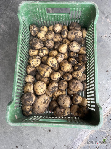 Sprzedam COLOMBE +45mm możliwe +50mm. tel 50309898