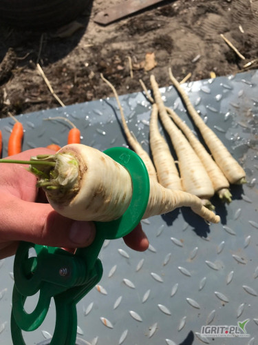 Sprzedam pietruszkę arat, zdrowa, kaliber handlowy 3-5cm, ładnie się myje, możliwość sprzedaży umytej. Kopana za nać na...