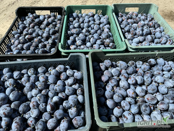 Dąbrowicka, 1.5-2 tony, gruba, sztywny, z nalotem - dziś rwanie.