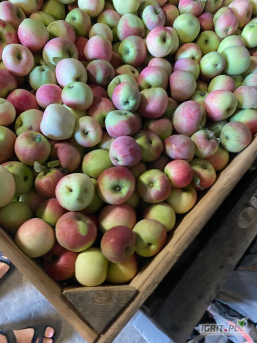 Sprzedam delikatesa za wagę w skrzyni 