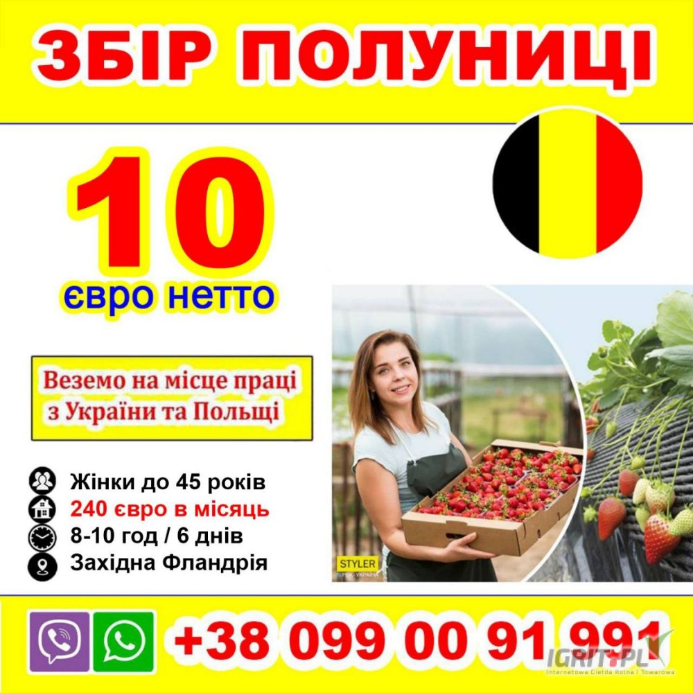 Praca w Belgii dla Ukraińców   Viber +38 099 00 91 991