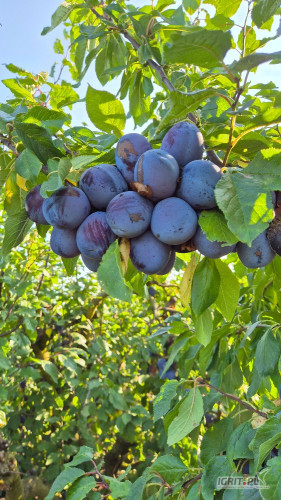 Witam, sprzedam dojrzałego amersa około 15-20 ton. Zainteresowanych zapraszam do kontaktu 604801565