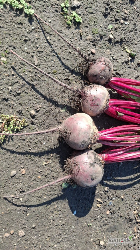 Sprzedam buraczka czerwonego pakowane po 10kg w woreczek . Cena to 2zl/kg . Więcej informacji pod numerem telefonu .