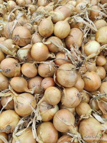 Cebula ŻÓŁTA z siewu na pakowanie oraz do obierania, 60%6+, Ilości tirowe, import, dostawa do klienta w calej Polsce....