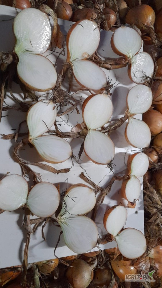 Sprzedam cebule Nimiecka kaliber 50+ (90%) super zdrowa, super luska , okolo 26 ton