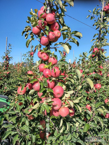 Sprzedam czempiona prosto z drzewa w skrzynie kupującego młode drzewa ładnie wybarwiony i prinsa