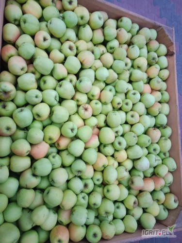 Sprzedam goldena. Bez gradu lecz widoczne w jakimś stopniu ślady pomrozowe. Brak obrączek . Zabezpieczony na przechowalnictwo. Grubszy...