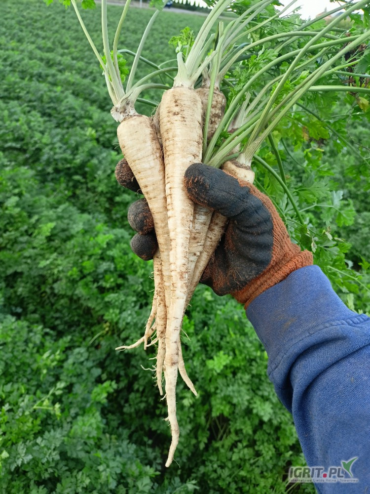 Sprzedam ładną pietruszkę, prosta z czystej ziemi.