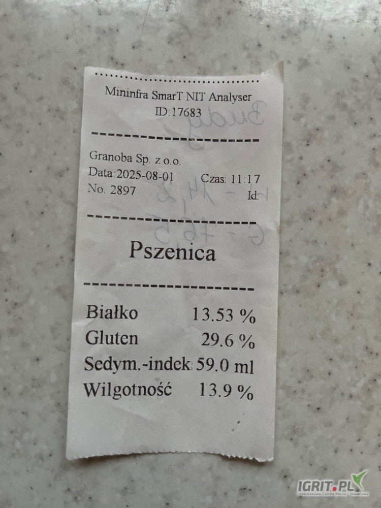 Pszenica konsumpcyjna białko od 13% do 14% gluten 27.5 gęstość 81 ilości samochodowe 