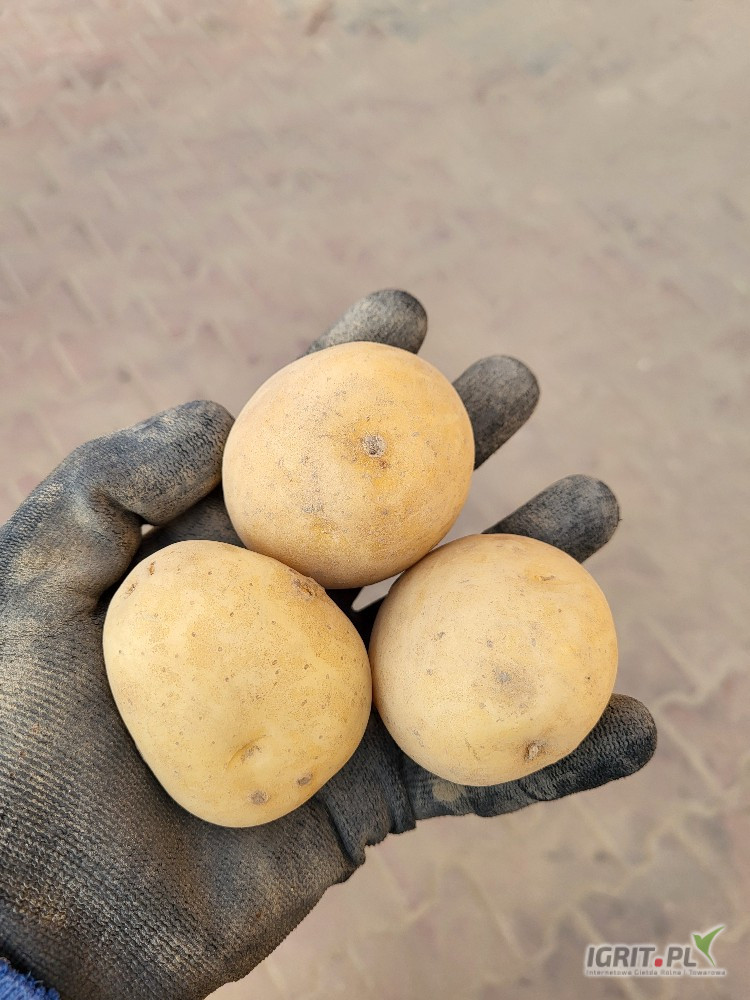 Sprzedam ziemniaki odmiany Riviera i Twister kaliber 3-5,5
