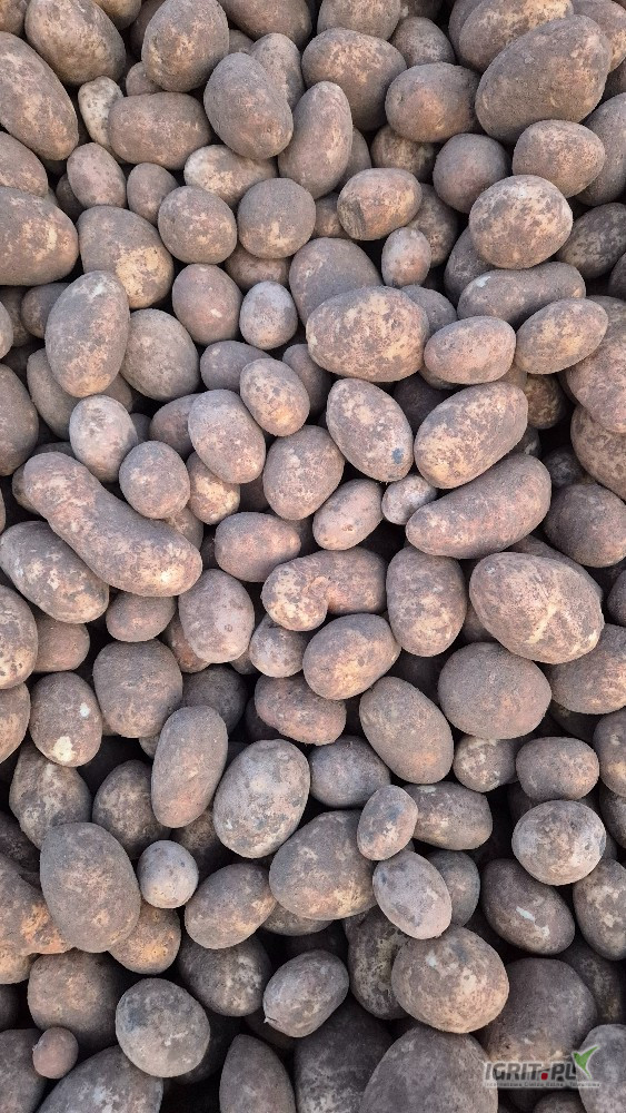 Sprzedam ziemniaki odmiana innovator luz lub big bag ilość 300 ton