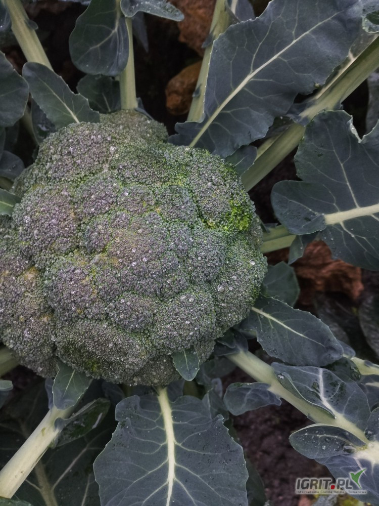 Mam na sprzedaż około 1000szt brokuła 500+ 