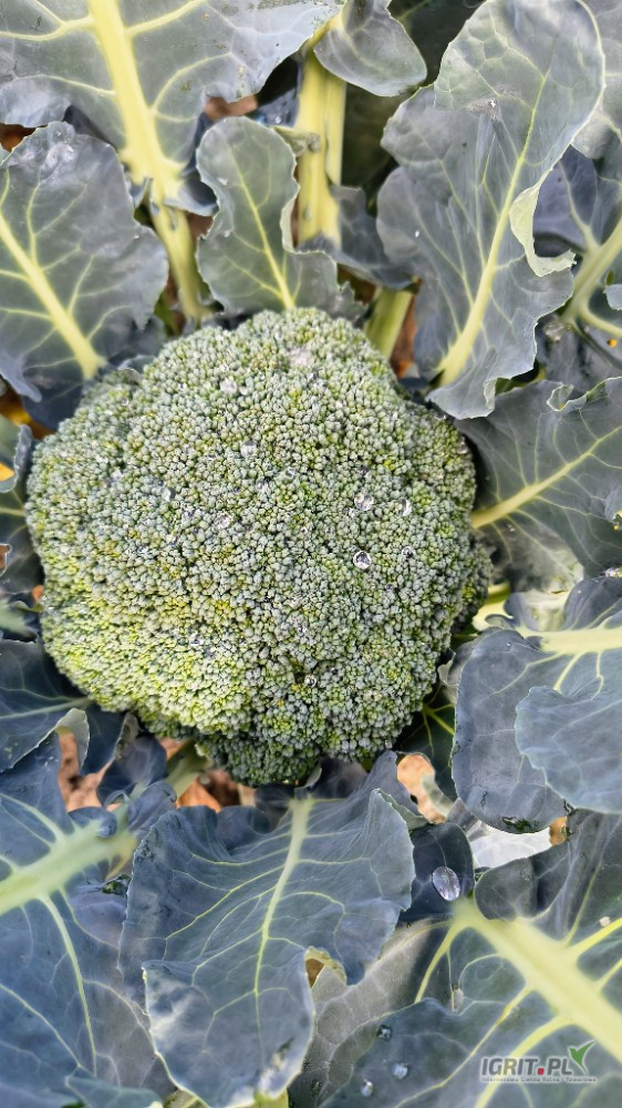 Sprzedam brokuł przygotowany do foliowania od 500g .około 1500szt.