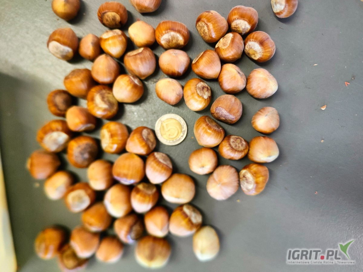 Witam. Sprzedam 1500kg orzecha laskowego okrągły odmiany Kataloński. Czysty tegoroczny, zbiór ręczny.