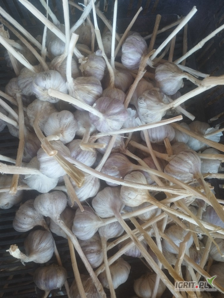 Sprzedam czosnek harnaś, zdrowy materiał. Sprzedawany na czysto z łętą skróconą na 15-20 cm sortowany co 0.5 cm w rozmiarach od 4.5...