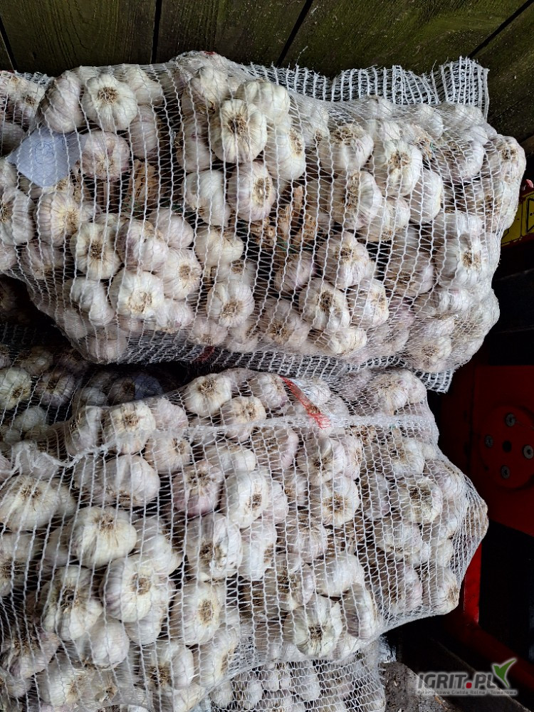 Witam. Sprzedam Czosnek harnaś obrany i popęczkowany kaliber 5.5 i 6. Więcej informacji pod numerem telefonu 5.0.0.4.9.1.3.8.8....