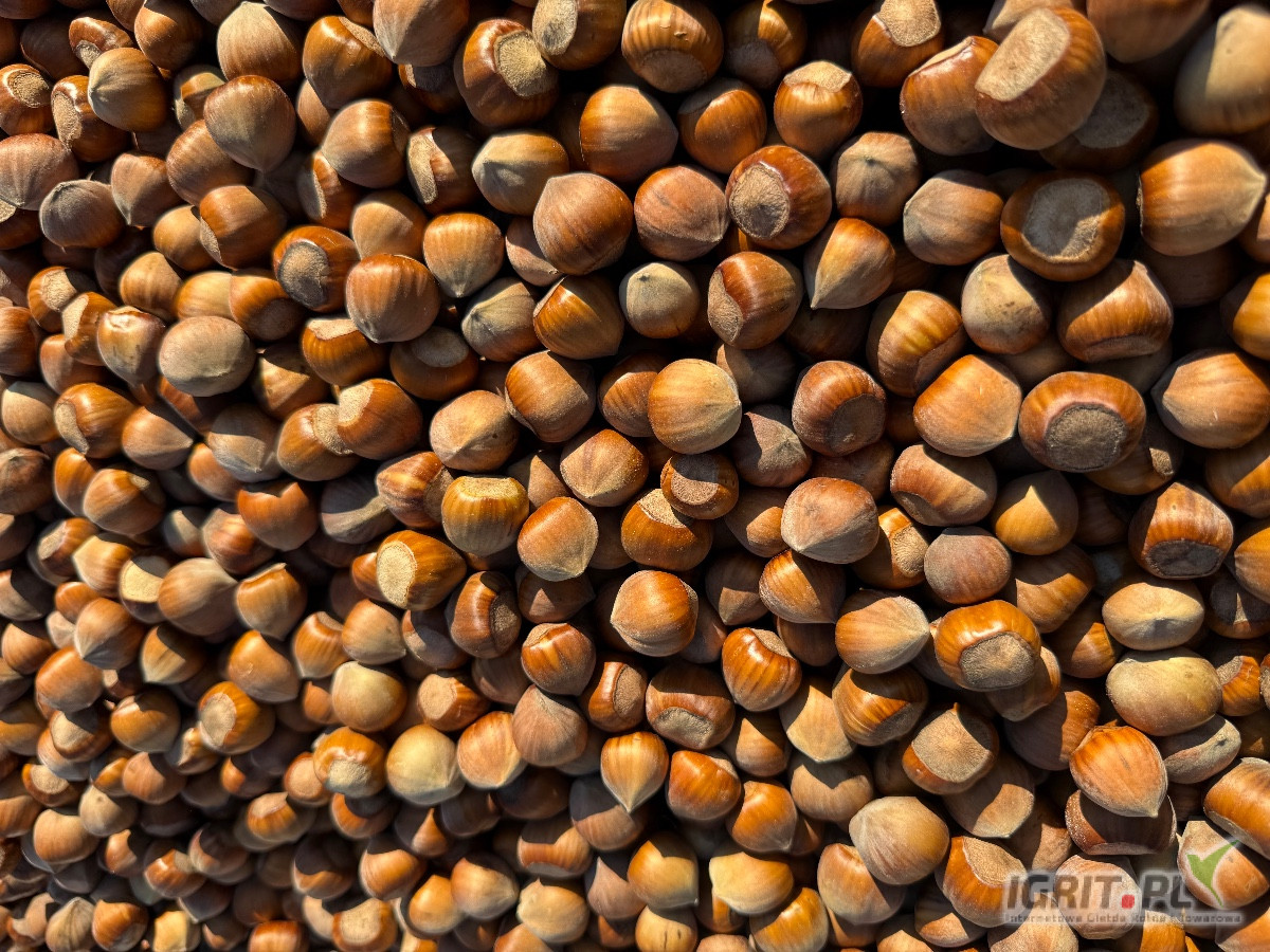 Dzień dobry, kupię tirowe ilości ORZECHÓW LASKOWYCH w łupinie.
