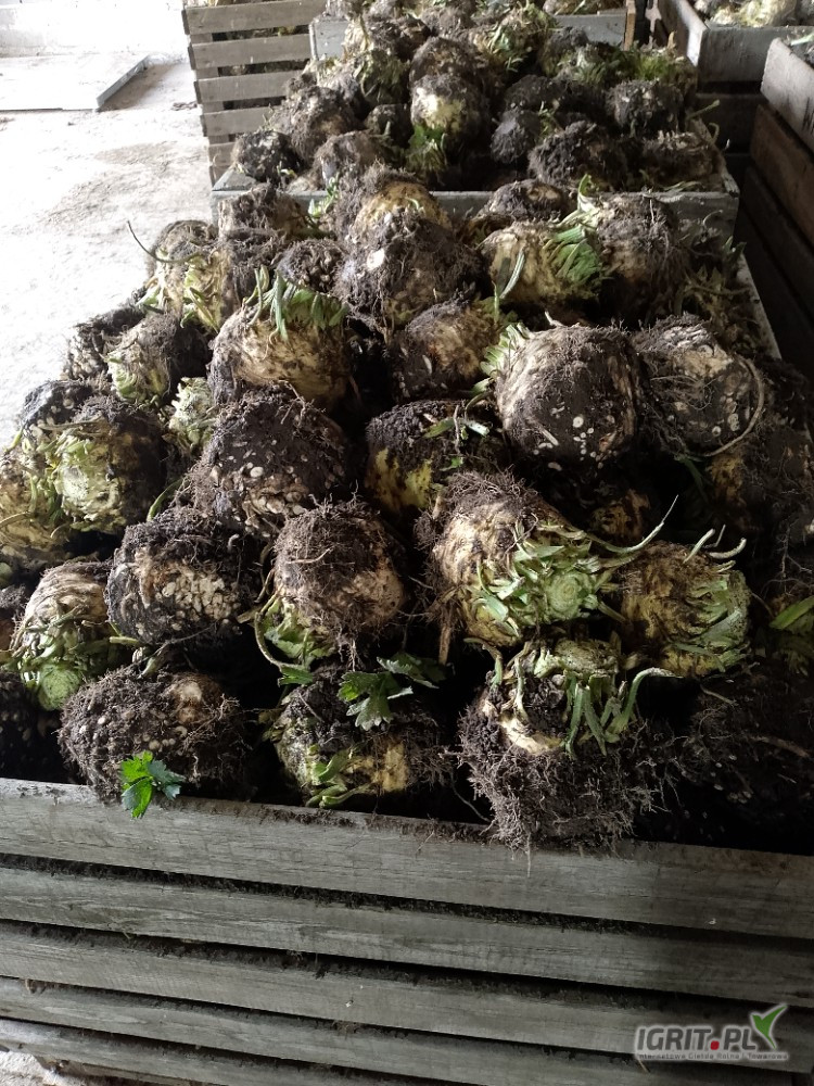 Sprzedam Polski seler od prducenta ładne białe po umyciu może być też na brudno cena i opakowanie do uzgodnienia 