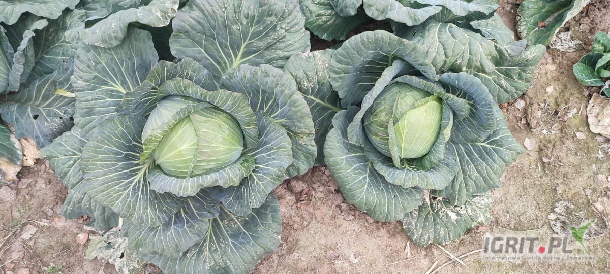 Sprzedam kapustę białą do kiszenia
