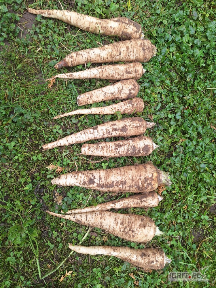 Posiadam na sprzedaż pietruszkę odmiana arat 1.2ha. Towar ładny bez ordzawnien Więcej informacji udzielę pod numer