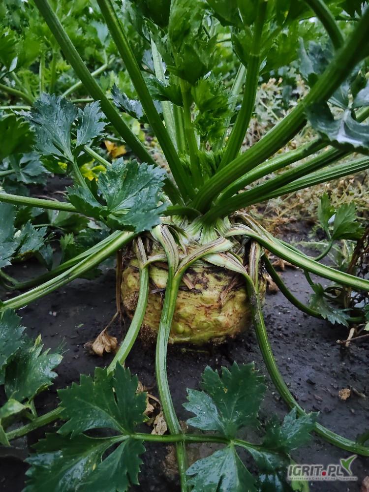 Sprzedam seler korzeniowy 
