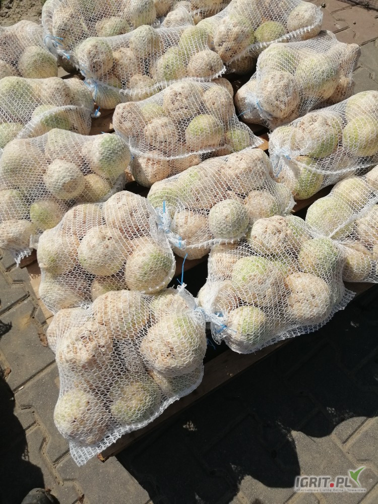 Sprzedam seler myty 500-1000g ładny z zielona skórką 