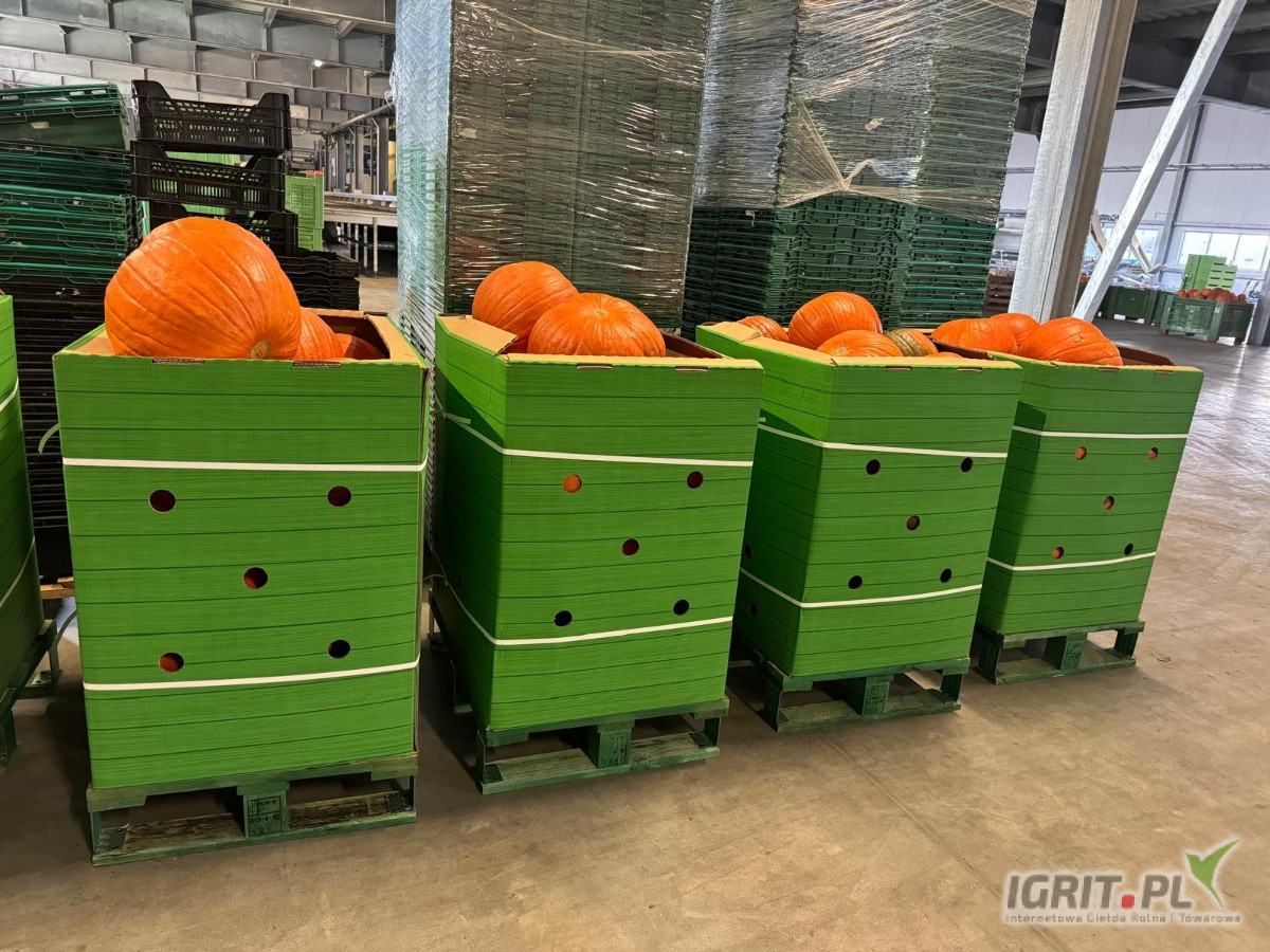 Sprzedam dynię halloween 
