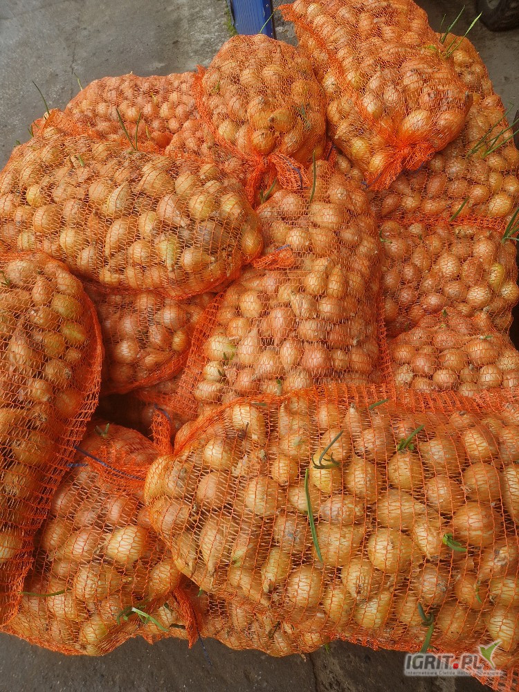 Sprzedam cebulę na wysadkę za dobrą kawe końcówka około 400 kg