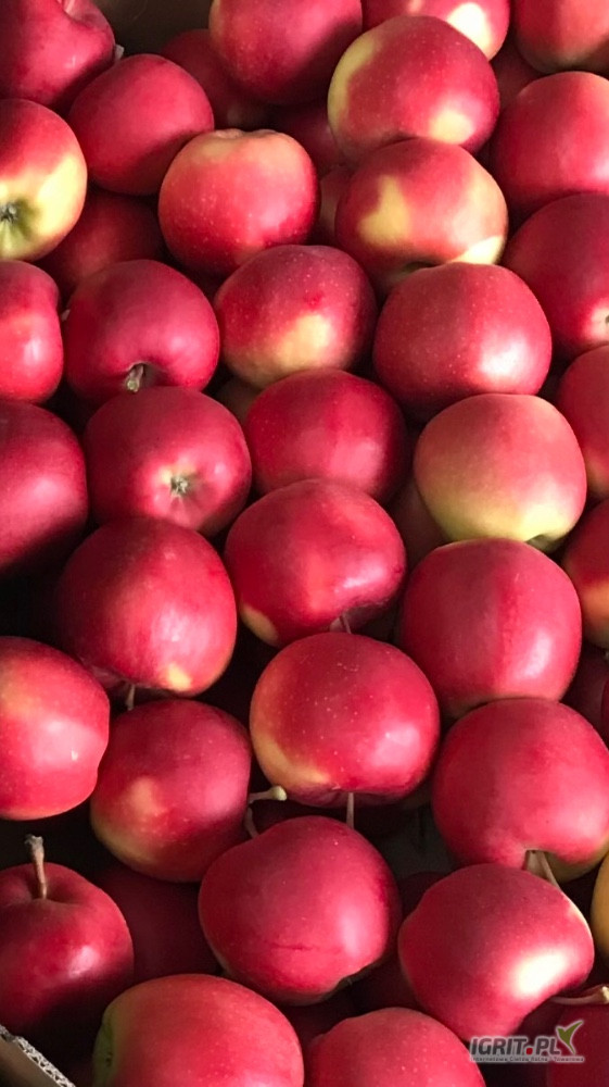 Sprzedam jabłko odmiany IDARED
