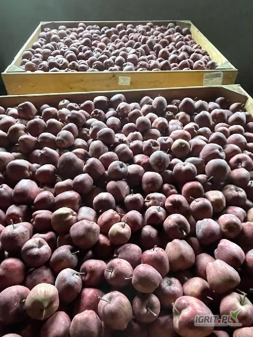 Kupię drobne!!! Galę Chinco,Red,Zuzi,pasek oraz Red Chif,Red Cap,Delicjusz i Red Jonaprince Ilości tirowe.Gotówka!!!!!