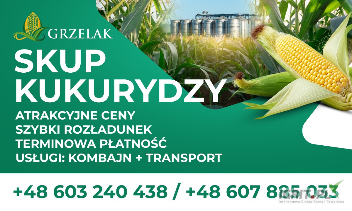 SKUP KUKURYDZY MOKREJ I SUCHEJ.
