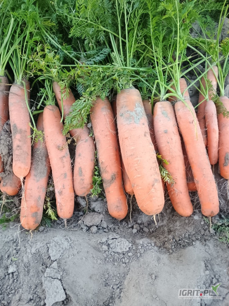 Sprzedam marchew odmiany Belgrado i Warmia. Ilości tirowe