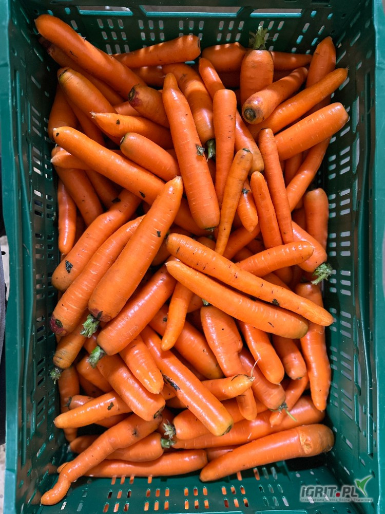 Sprzedam Marchew czerwoną myta lub brudna tylko BIG-BAG. Cena do uzgodnienia.
