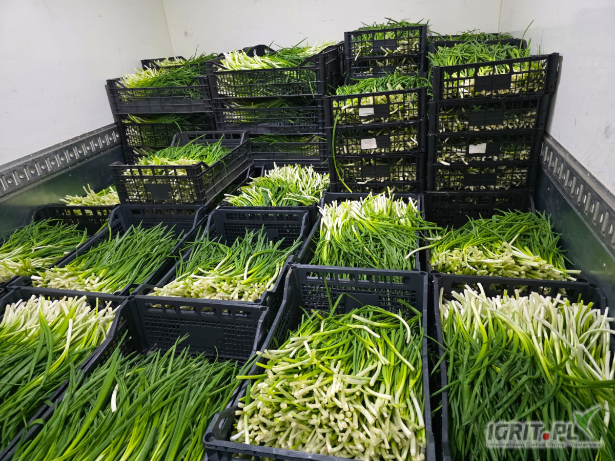 Sprzedam szczypior paluch. Polski 